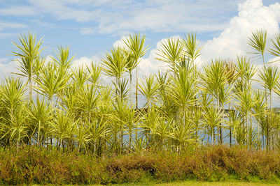 Crops growing on field against sky