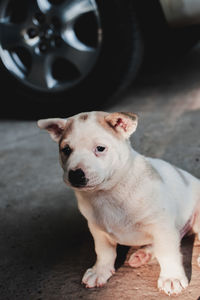 High angle view of portrait of dog