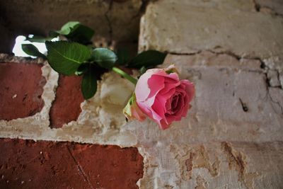 Close-up of rose against wall