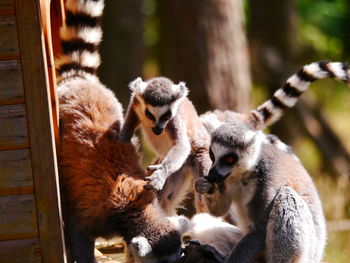 Close-up of monkey sitting outdoors