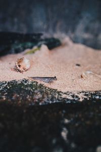 Close-up of ant on ground