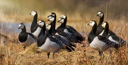 Flock of barnacle geese on field