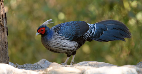 bird