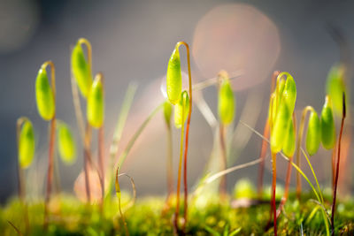 Close-up of plant