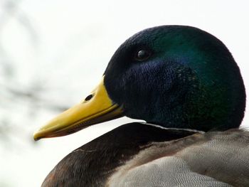 Close-up of a bird