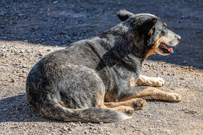 Side view of a dog looking away