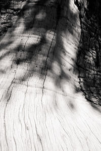 High angle view of tree shadow on wooden floor