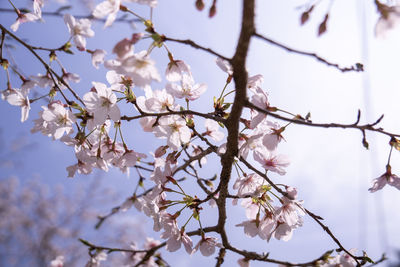 Low angle view of cherry blossoms in spring