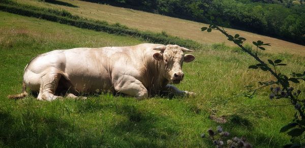 Cows in a field