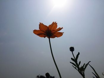 Low angle view of flowering plant against sky