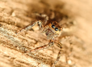 Close-up of jumping spider on wood