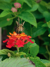 Close-up of butterfly pollinating on flower