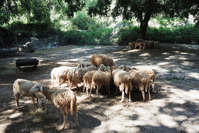 Sheep in a field