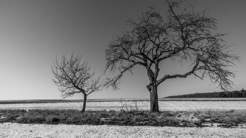 Tree on beach against clear sky