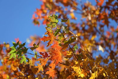 Low angle view of autumnal tree against sky