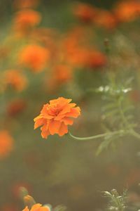 Close-up of orange flower on plant