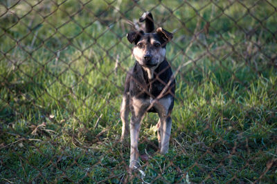 Portrait of dog standing on grass