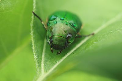 Close-up of insect on leaf