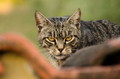 Close-up portrait of a cat on the roof.