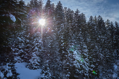 Sunlight streaming through trees in forest during winter