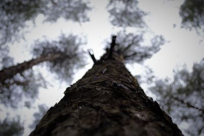 Low angle view of tree against sky