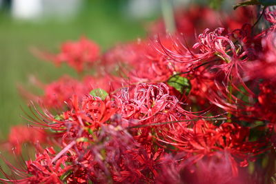 Close-up of red flowering plant