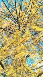 Low angle view of tree against sky