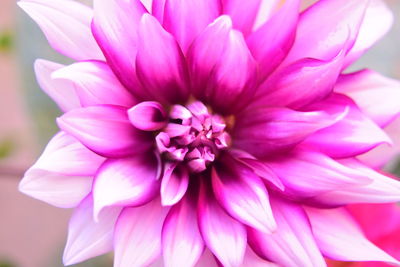 Close-up of pink dahlia