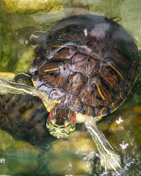 Reflection of trees in pond