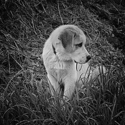 High angle view of dog on field