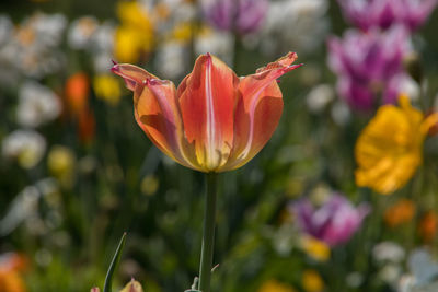 Close-up of orange tulip