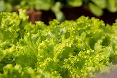 Close-up of fresh green plants