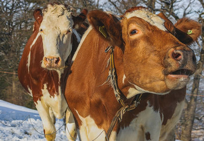 Cow in a field