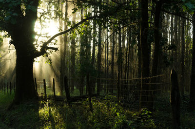 Trees growing in forest