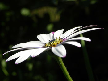 Close-up of insect on white flower