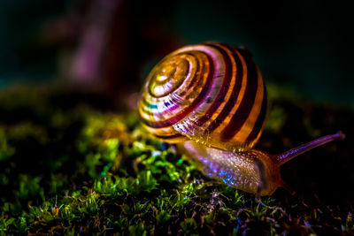 Close-up of snail