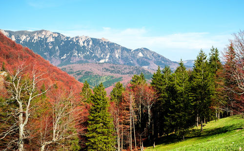 Spring and autumn colors. bratocei rocks, ciucas mountains, romania. 1720m