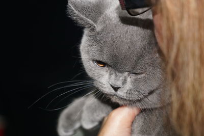 Cropped image of woman holding british shorthair cat
