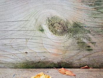 Close-up of tree trunk