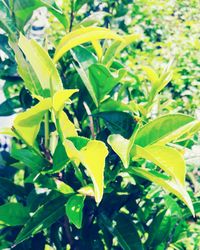 Close-up of fresh green leaves