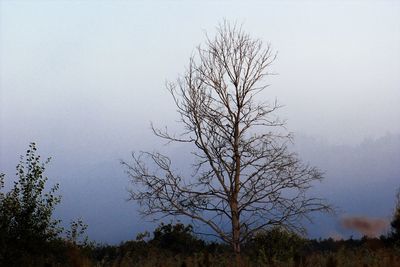 Bare tree against clear sky