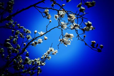 Low angle view of flowers against clear blue sky