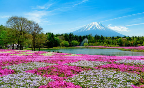 Pink flowering plants by land against sky