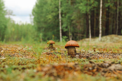 Close-up of mushroom growing on field