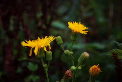 Close-up of yellow flowers blooming outdoors
