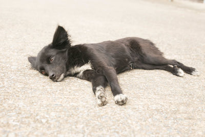 Black dog lying on floor