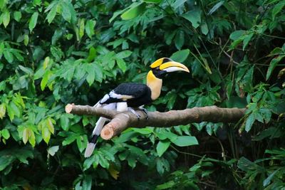 Close-up of bird perching on tree