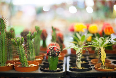 Close-up of small cactus flower pot