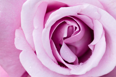 Close-up of pink rose flower