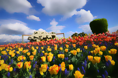 Multi colored tulips blooming on field against sky